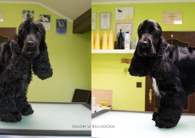 psi salon u buldocka Napoli celkova 2roky