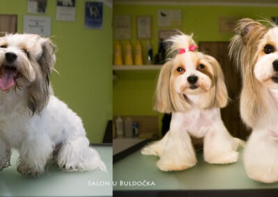 psi salon u buldocka Terry a nessie celkova